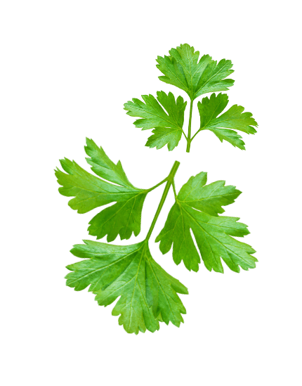image cilantro